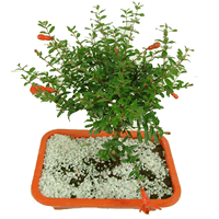Bonsai Roman