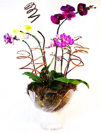 Trio de Mini Orqu�deas
