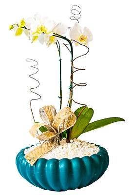 Orquídea Special