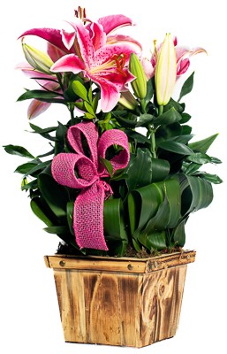Arranjo de Lírios Rosa