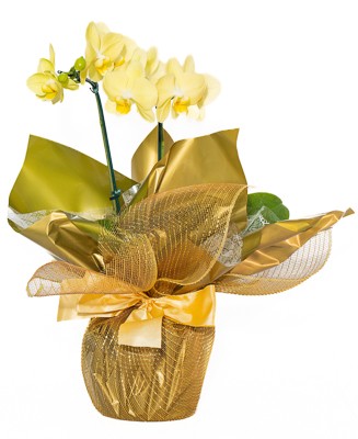 Orquídea Amarela na Tela
