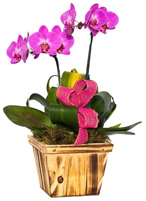 Orquídea Lilás no Cachepot de Madeira