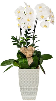 Orquídea Classic