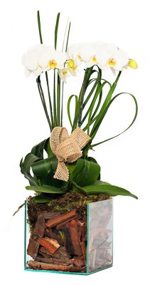 Orquídea Branca no Vidro