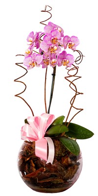 La Orquídea