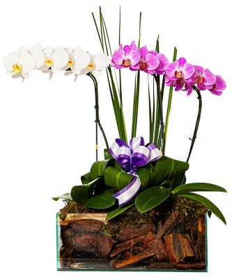 Dupla de Orquídeas