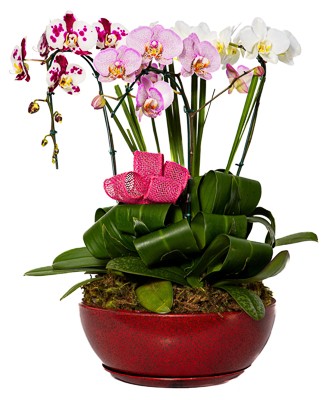Trio de Orquídeas