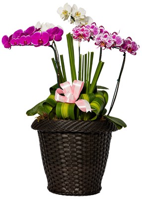 Trio de Orquídeas Alto
