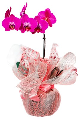 Orquídea Lilás na Tela