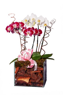 Orquídea Dupla Select
