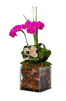 Orquídea Lilás no Vidro