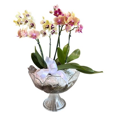 Trio de Mini Orquídeas na Taça