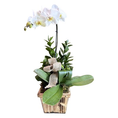 Orquídea Branca no Cachepot de Madeira
