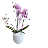 Mini Orqu�dea Select