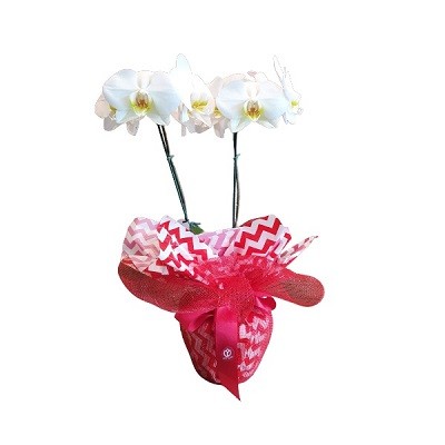 Orquídea branca na tela