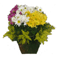 Cachepot Crisântemo Margarida