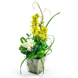 Orquídea Cybidium