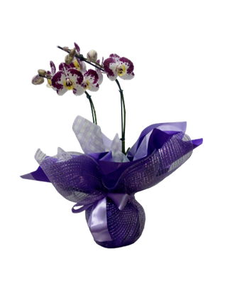 Orquídea na Tela