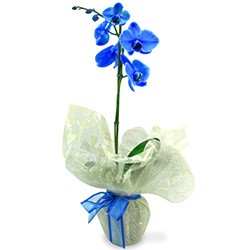 Orquídea Azul na Tela
