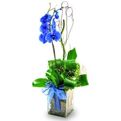 Orquidea Phalaenopsis Azul
