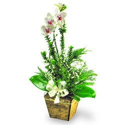 Orquídea no Cachepot de Madeira