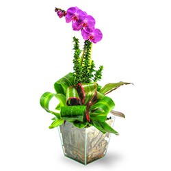 Orquídea Phalaenopsis Rosa