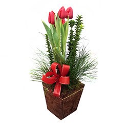 Arranjo Tulipa Premium